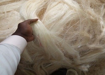 Grade 3L Sisal Fibre