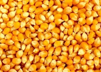 Yellow Corn