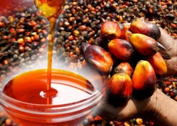 Red Palm Oil